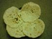 Makki Ki Roti